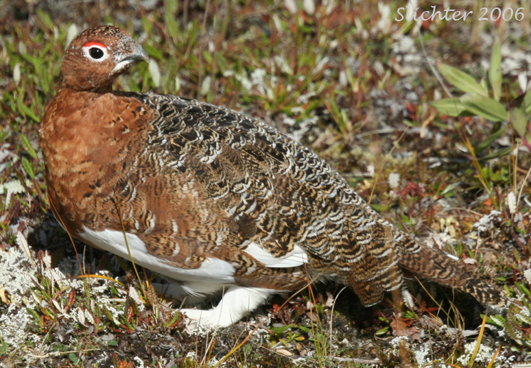 willowptarmigan1b.jpg