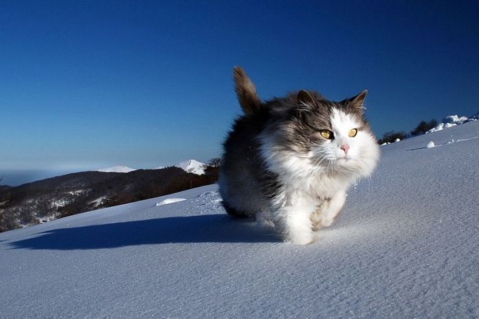 snow-cat.jpg