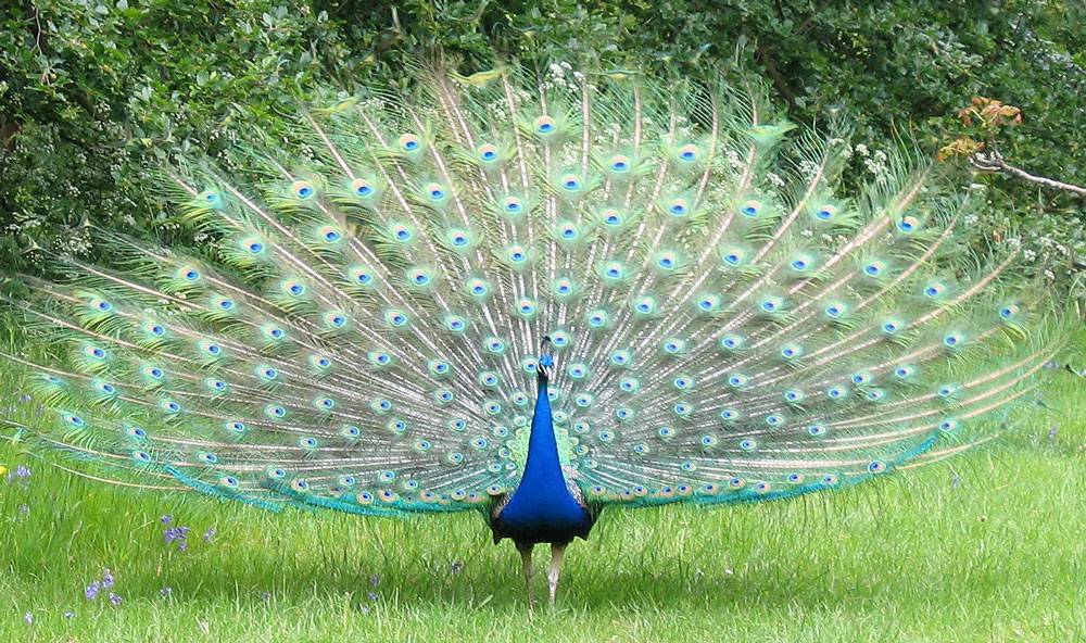 peacock_8007.jpg
