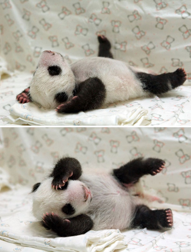 baby-panda-pic.jpg