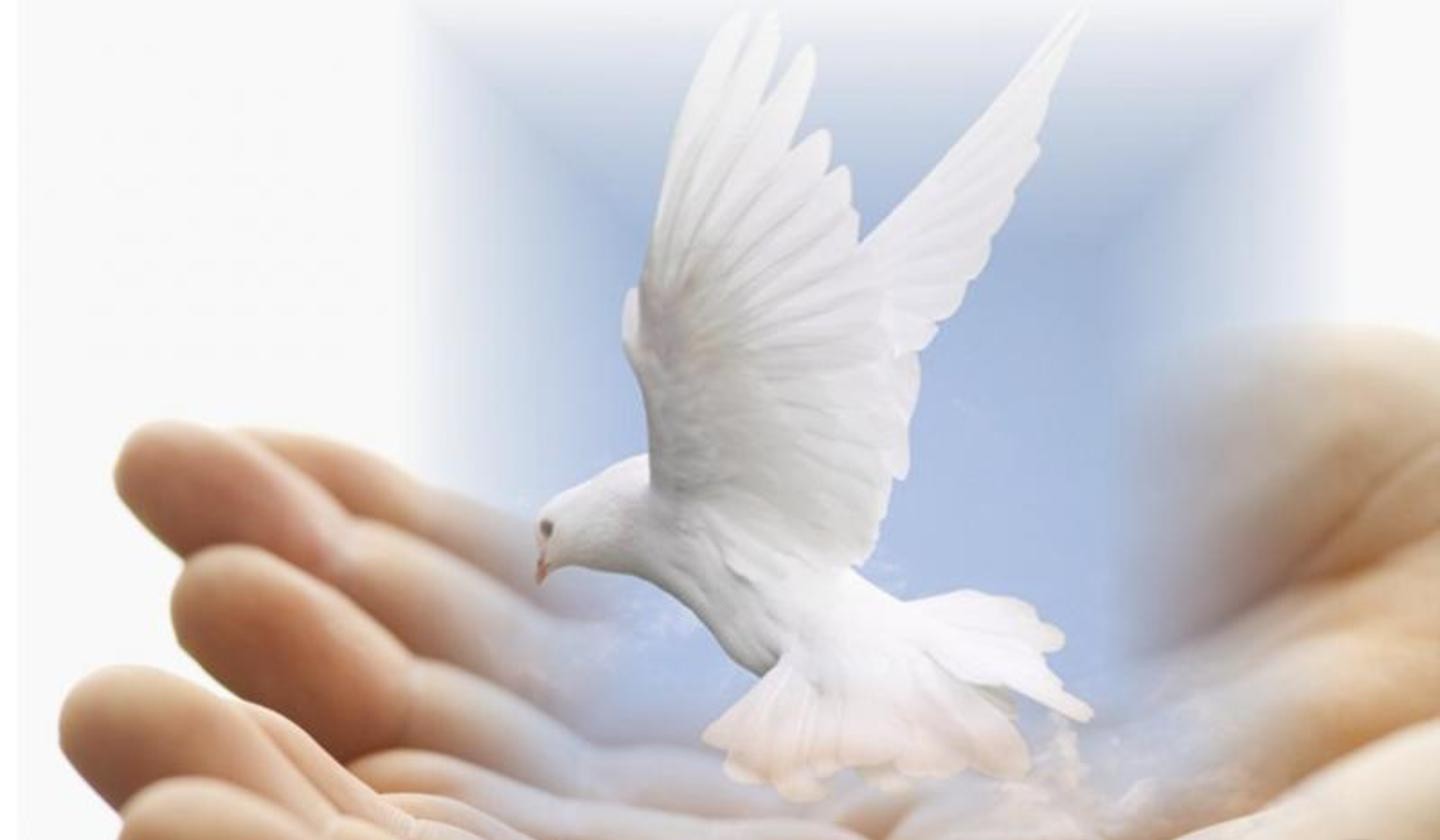 2739-1-dove-of-peace-wallpaper.jpg