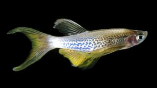 _89816516_c0197656-zebrafish-spl.jpg