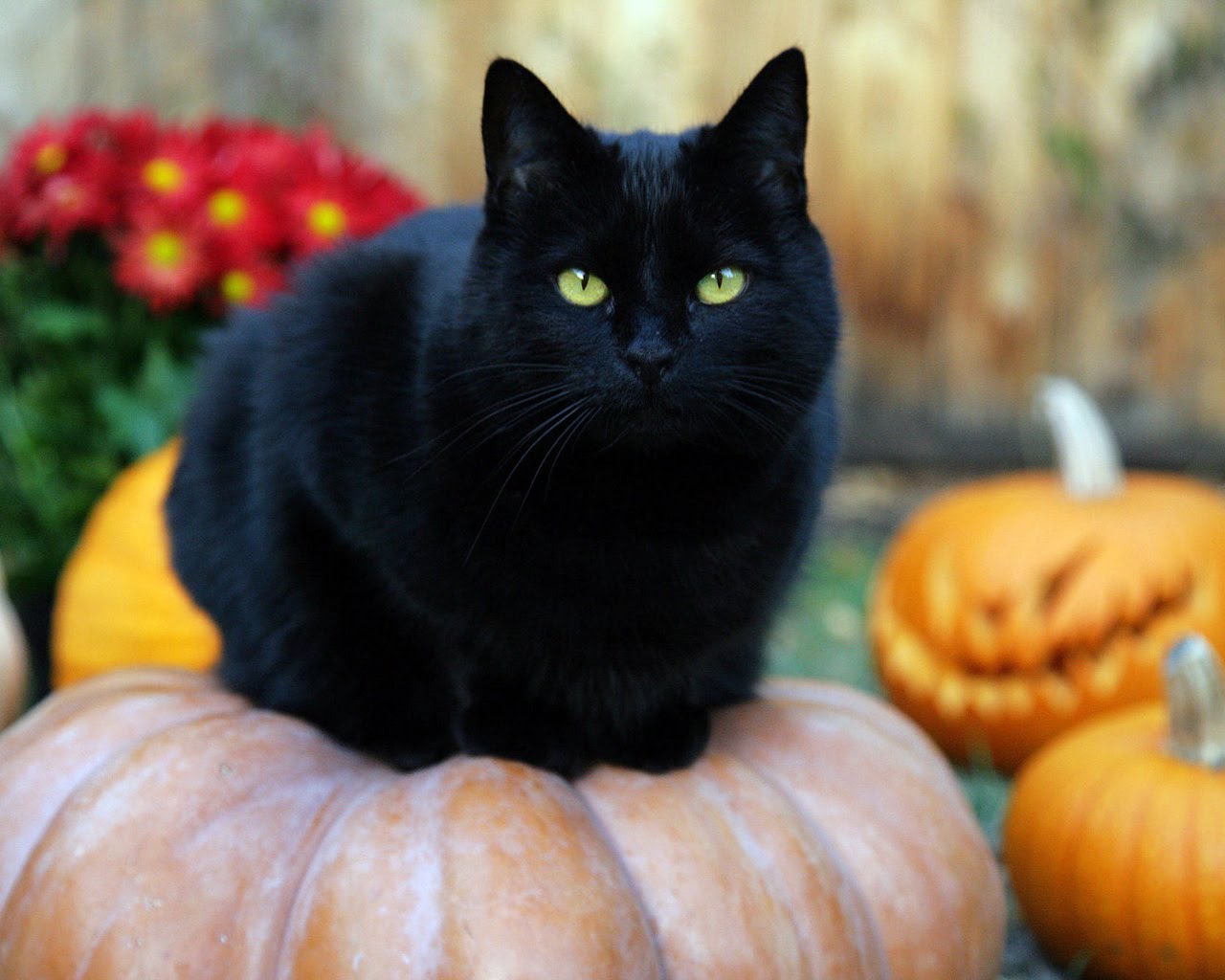 Black-Cat-random-32500173-1280-1024.jpg