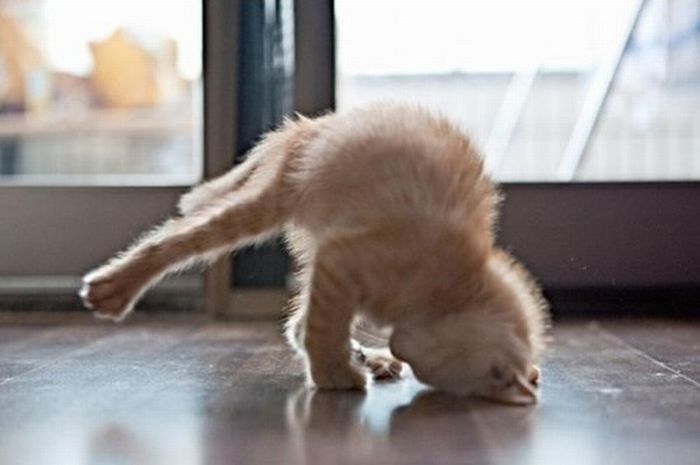 hand-stand-kitten.jpg