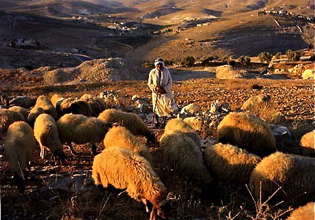Shepherds-Field.jpg