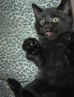 OMGcat.jpg