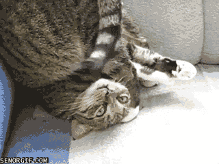 funny_animal_gif_animations_20.gif