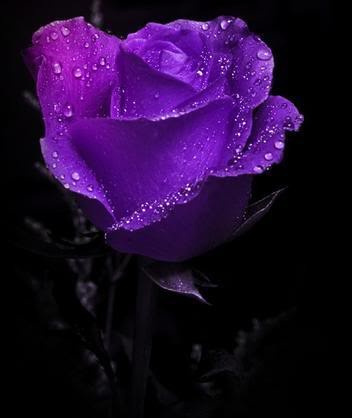 Beautiful-Color-roses-18577638-352-418.jpg