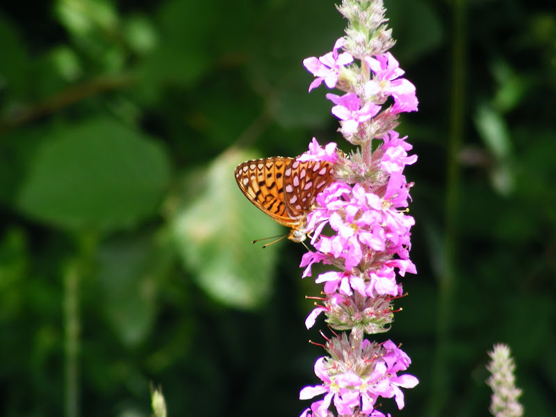 DSCF8132.jpg