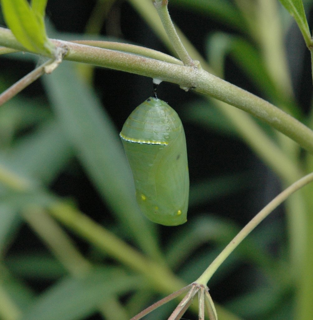 Monarch_Butterfly_Chrysalis.JPG