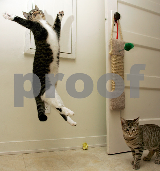 cats-jumping-1-L.jpg