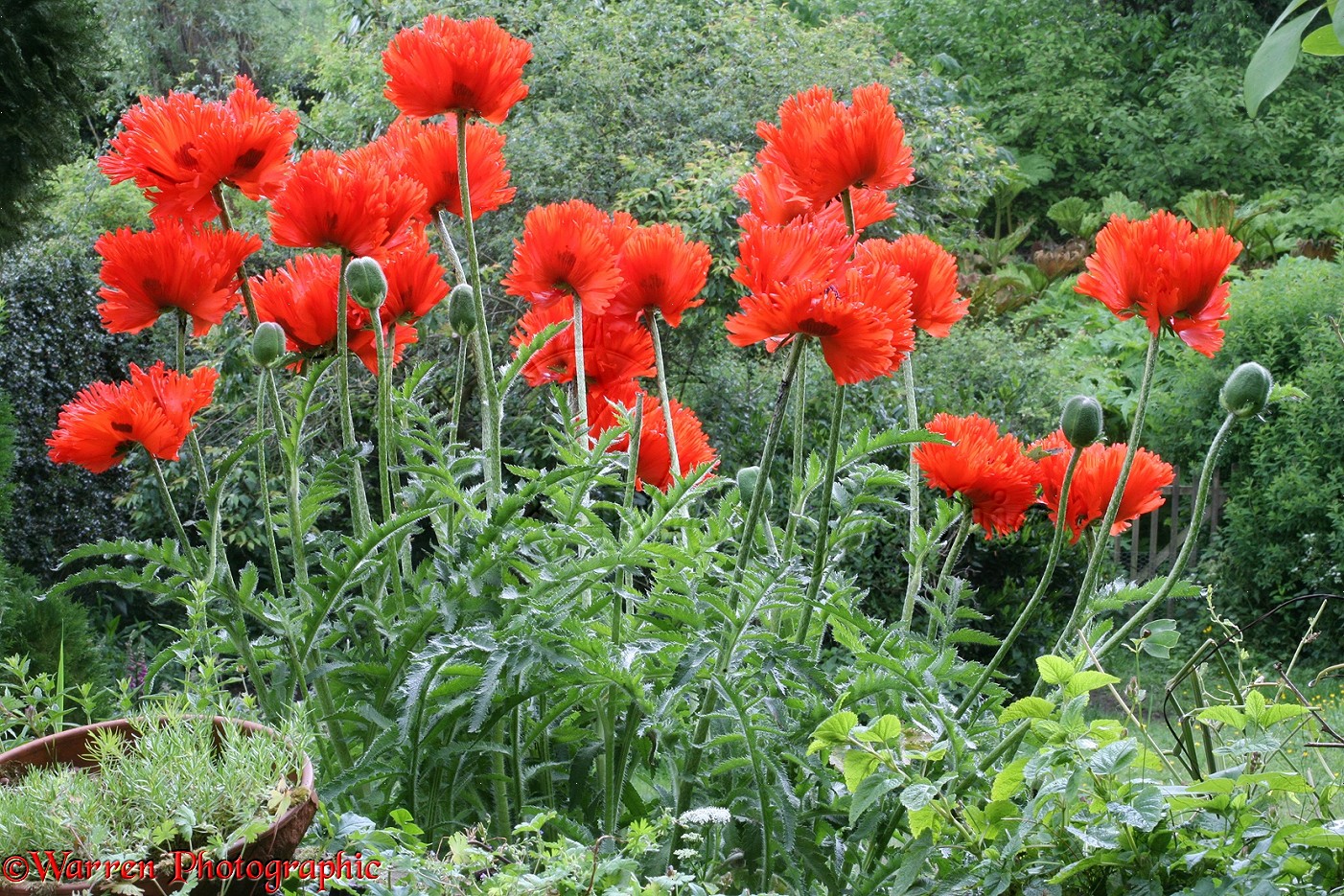 33962-Red-Oriental-Poppies.jpg