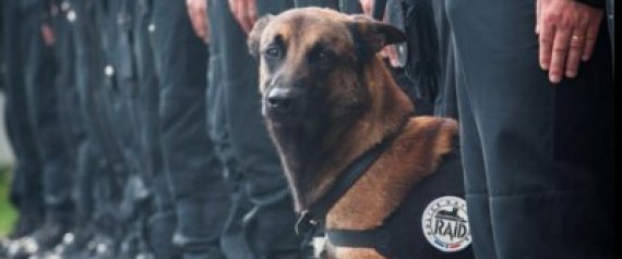 n-DIESEL-DOG-TRIBUTES-large570.jpg