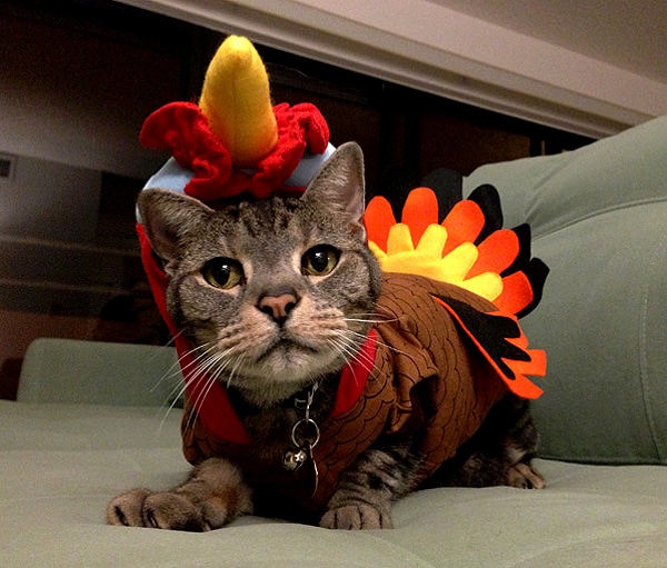 cats-thanksgiving-pimp-turkey-01.jpg