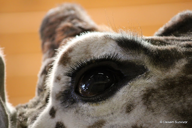 giraffe+eye.JPG
