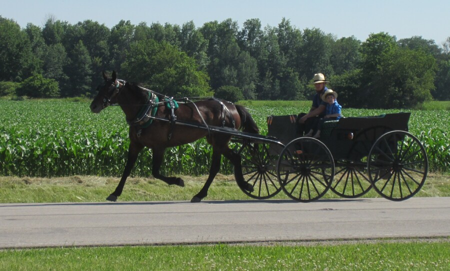 amish+wagon.jpg