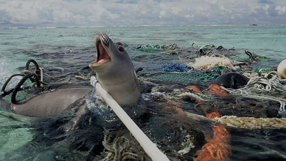 plastic-pollution-seal-trapped.jpg