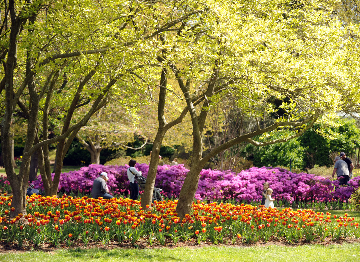 ph-ms-Sherwood-tulips-15.jpg