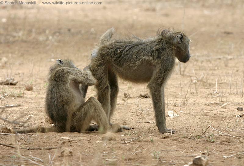 baboon0247.jpg