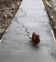 Chicken-Footprints-in-cement.gif