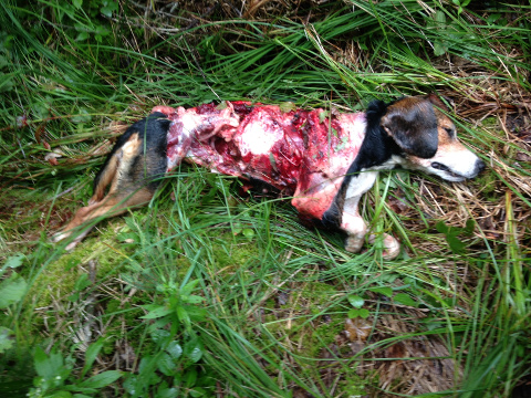 beagle-killed-by-wolf.jpg
