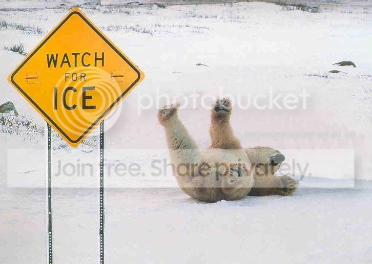 funny_animal_03.jpg