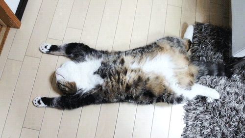 tumblr_me8beqczar1qbup9fo1_500.gif