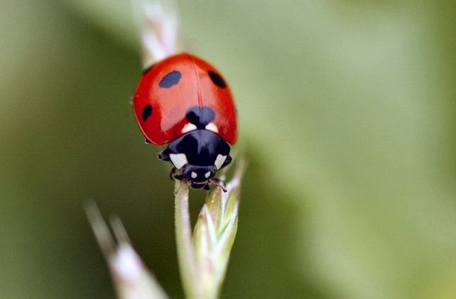 ladybug1.jpg