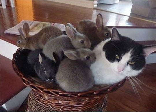bunnies-cat-e1324736678360.jpg