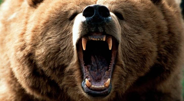 Grizzly-Attack-Man-Killed-by-Captive-Bear-in-Montana.jpg