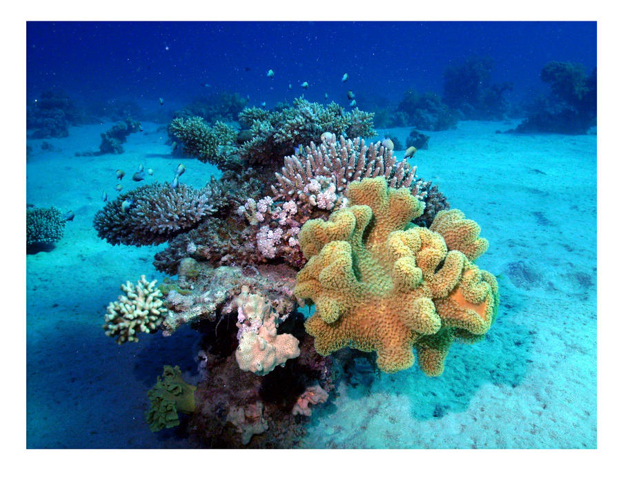 Coral_Cluster_by_jonway4.jpg