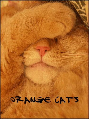 orange_cats_by_orange_cats.gif