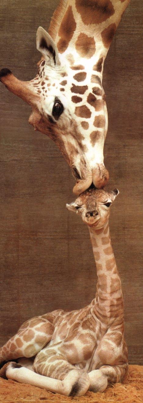 girraffe.jpg
