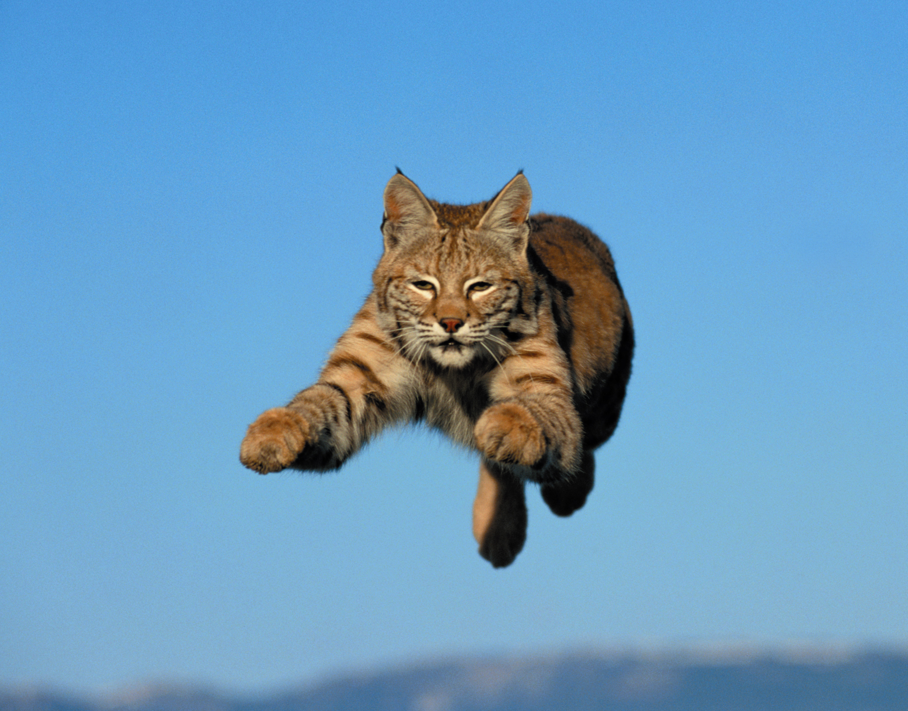 bobcat5849.jpg