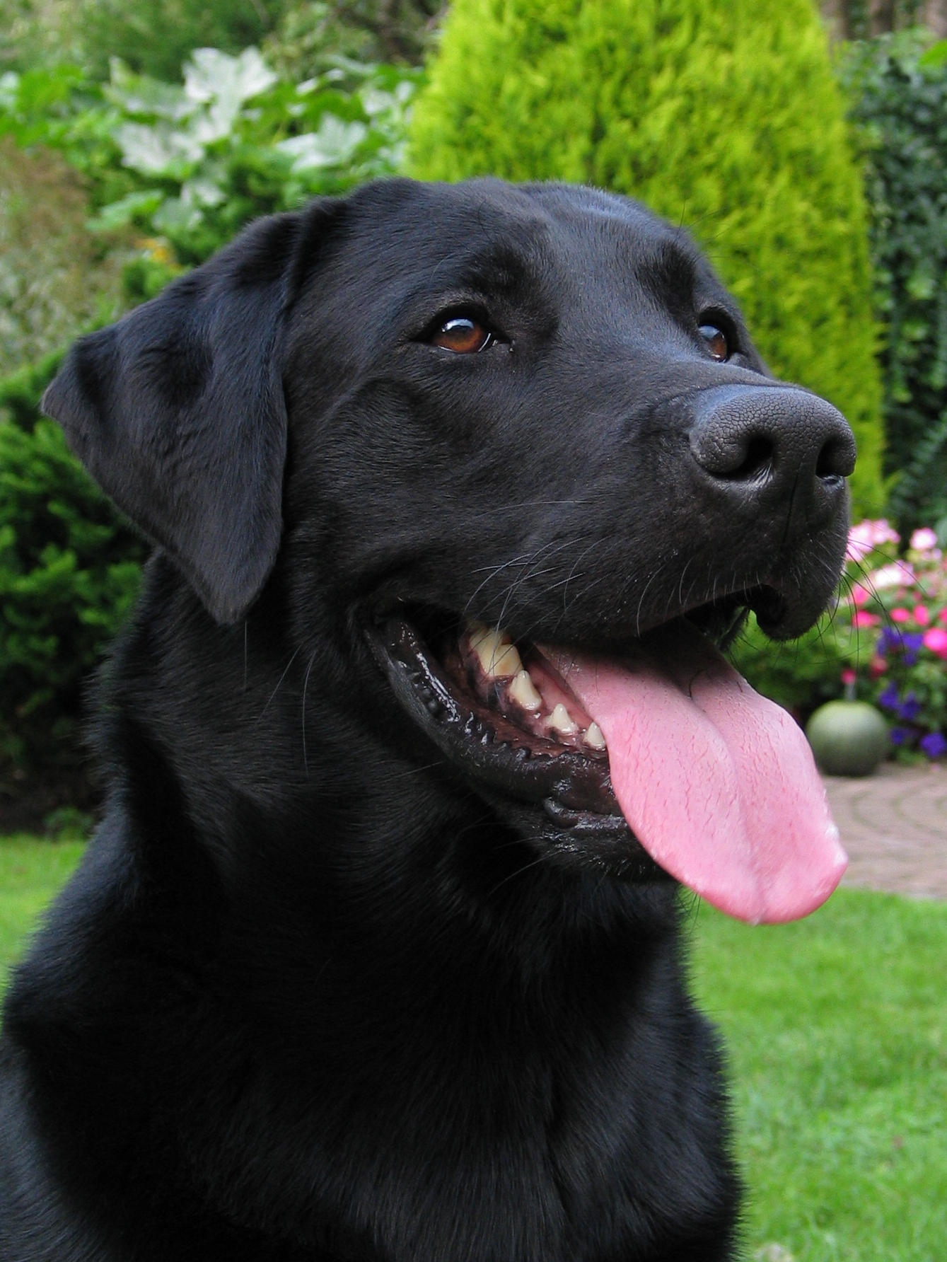 Black_Labrador__a_front_view_by_KTOer.jpg