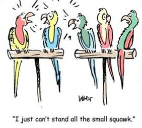 parrot_squawk.jpg