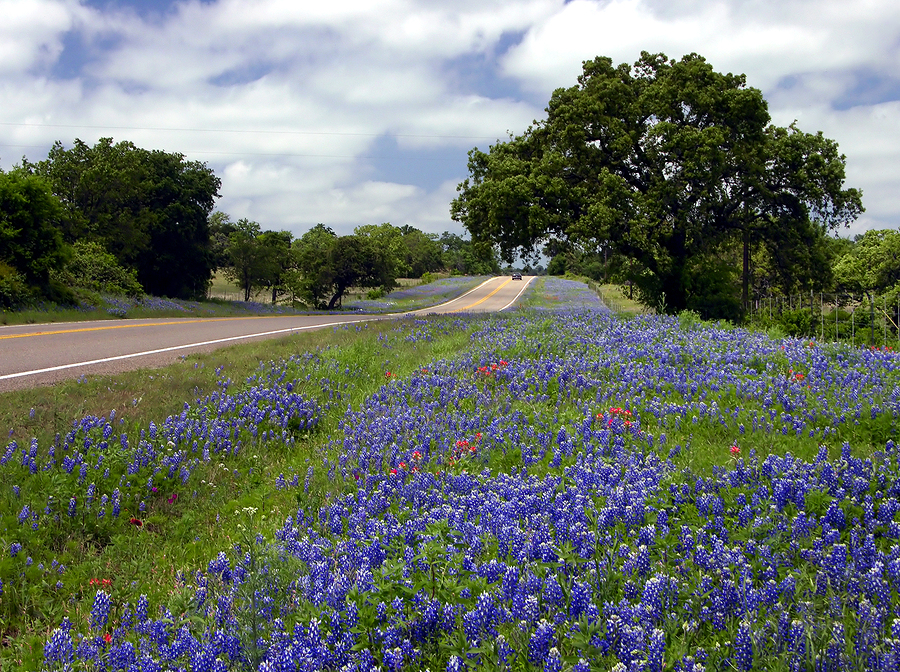 Texas-Bluebonnets-along-Highway16.jpg