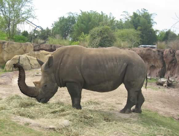 elephino_by_jgannon.jpg