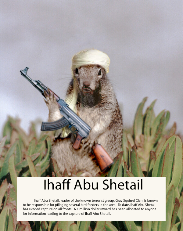ihaffa-bushetail.jpg
