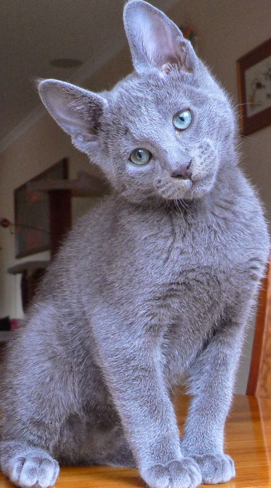 russian-blue-4.jpg
