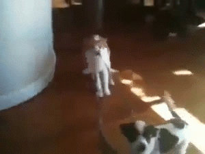animals-being-funny-15.gif