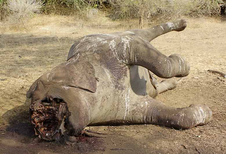 dead-elephant_lznp-2781.jpg