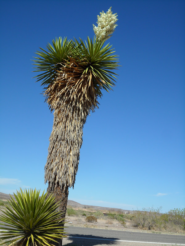 Soap+tree+yucca.JPG
