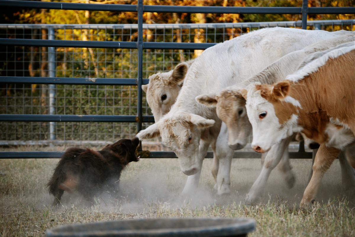 chippa-header.jpg
