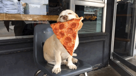 dogpost1.gif