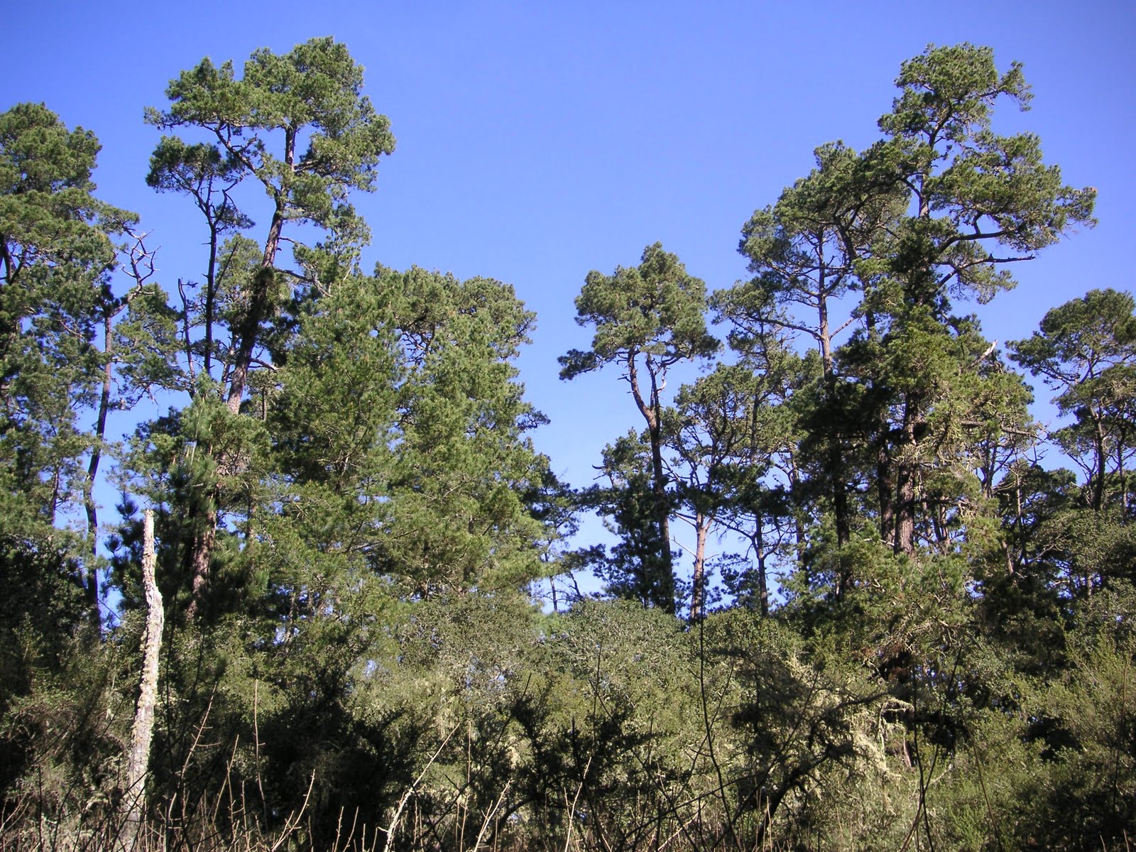pine%2B5.JPG