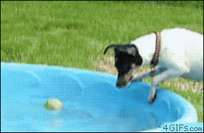 Funny-Dog-Pool-Animated-GIF.gif