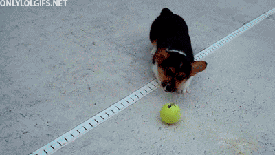 giphy.gif