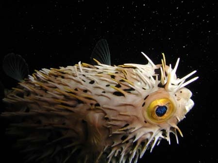 balloon-fish.jpg