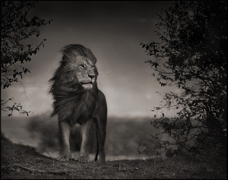 animal-afrique-savanne-nick-brandt-07.jpg